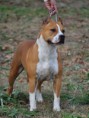 /album/amstaff/mime11-jpg/