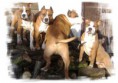 /album/amstaff/a1132kozos-jpg/