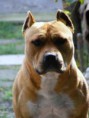 /album/amstaff/a1313084844-238327350-3-amstaff-kiskutyak-allatok-jpg/