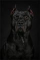 /album/amstaff/a1654373-662444210480411-552859134-n-jpg/