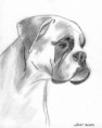 /album/boxer/boxer-jpg/