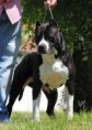 /album/amstaff/a1959322-613143918757078-622547491-n-jpg/