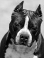 /album/amstaff/a1451502-613203602084443-207182383-n-jpg/