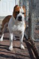 /album/amstaff/a1925292-613202922084511-2100339538-n-jpg/