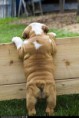 /album/bulldog/a1618631-666213543437426-1859356224-n-jpg/