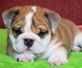 /album/bulldog/a1653375-650115445047236-1466484327-n-jpg/