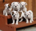 /album/bulldog/a563086-647834541941993-932517343-n-jpg/