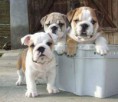 /album/bulldog/a923076-648264511898996-1334265614-n-jpg/