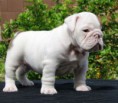 /album/bulldog/a1014005-643690002356447-1630579318-n-jpg/