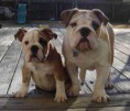 /album/bulldog/a1545166-647386161986831-933363182-n-jpg/