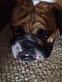 /album/bulldog/a1555685-623117014423287-918660900-n-jpg/