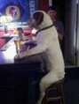 /album/bulldog/a1560762-642293002496147-1262750658-n-jpg/