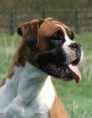 /album/boxer/a2115-57396119336-2738-n-jpg/