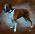 /album/boxer/a1902825-837927109567749-1685801183-n-jpg/